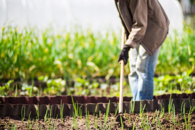 Abonos orgánicos y abonos convencionales: el camino hacia buenas prácticas agrícolas