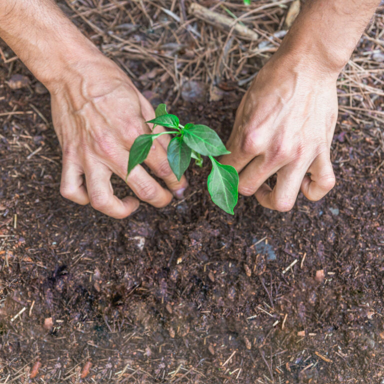 Regenerar el suelo agrícola: los desafíos futuros