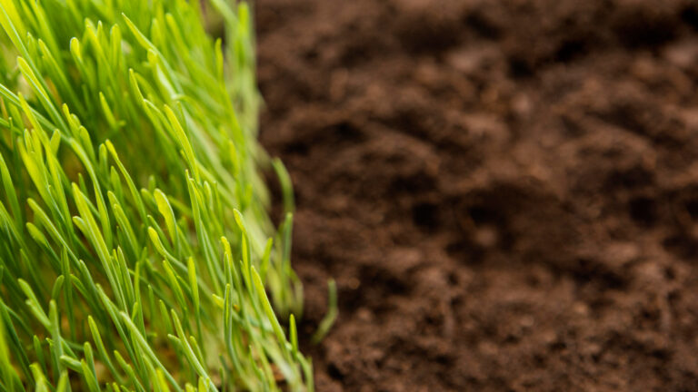 El cuidado de los suelos agrícolas