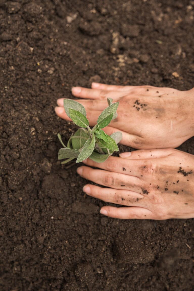 La agricultura regenerativa y la conservación de los suelos