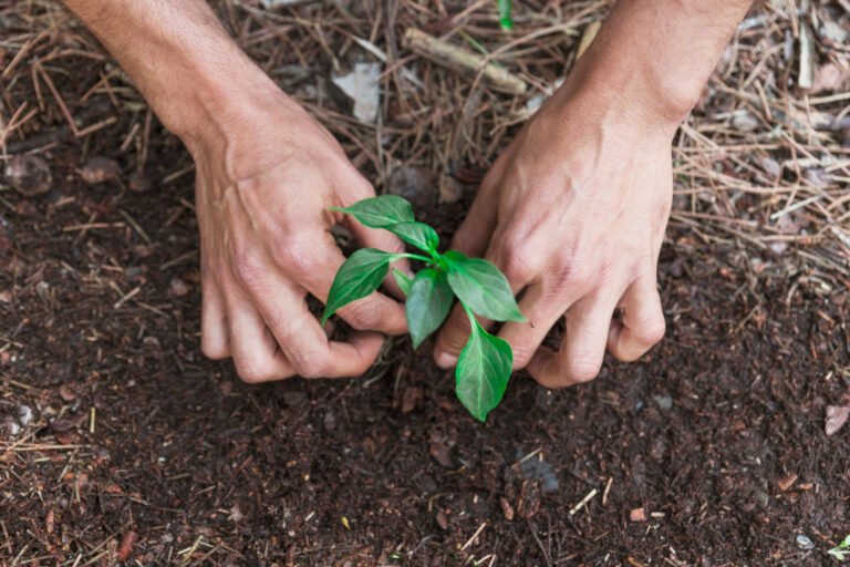 Bayer y los ejes para lograr una agricultura regenerativa 