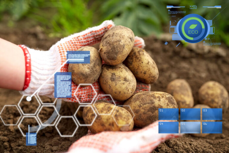 Cómo son los cultivos de papas que incluyen técnicas de biotecnología