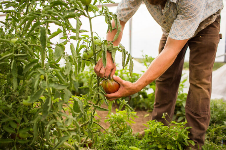 El uso de abonos orgánicos hace posible una agricultura sustentable