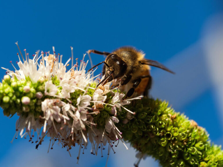 La función que ejercen las abejas en la conservación de la biodiversidad