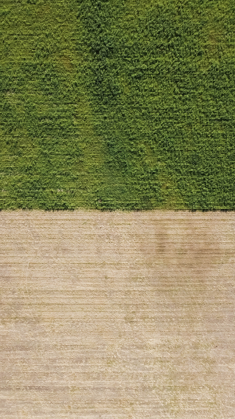 Vista aérea de un campo dividido horizontalmente entre una zona de cultivo verde y otra de tierra sin vegetación, reflejando el contraste en el tratamiento agronómico.