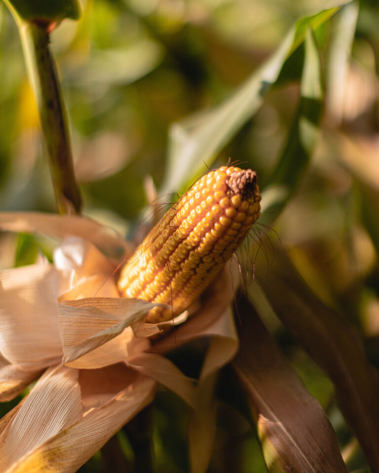 Las estrategias para enfrentar el cambio climático y garantizar una buena alimentación