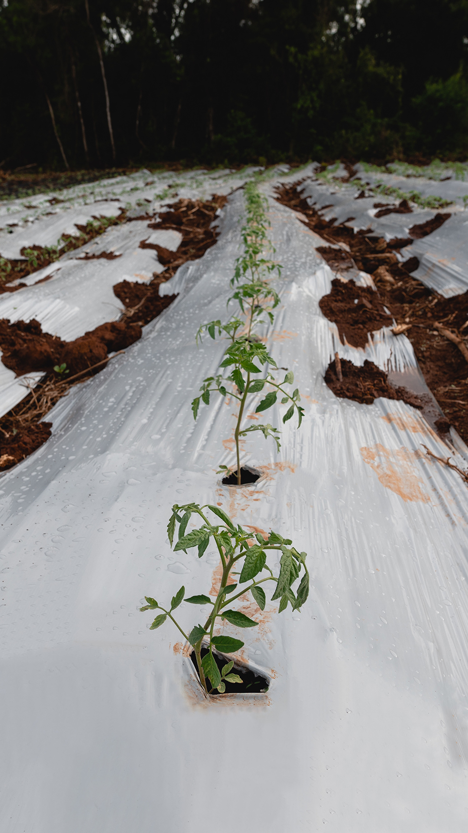 Fila de cultivos jóvenes creciendo en una plantación cubierta con mulching plástico biodegradable en un campo rodeado de vegetación.