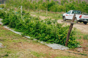 Línea de cultivo de pepinos en campo abierto con sistema de tutorado, acompañada de una camioneta de apoyo agrícola al fondo.