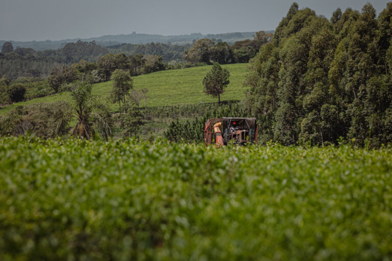 BIOFERT GTG de Agro Sustentable: clave para una producción agrícola de alta calidad y rendimiento sostenible