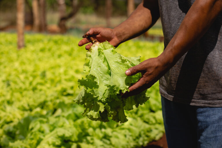 Cómo fortalecer los sistemas alimentarios urbanos 