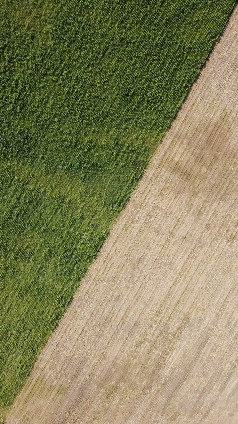 Pepino más sano y fuerte: el rol de Agro Sustentable en la producción y en las acciones del productor