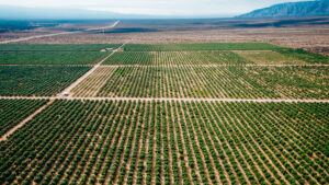 Vista aérea de un extenso cultivo organizado en hileras en una zona semiárida, con montañas al fondo.