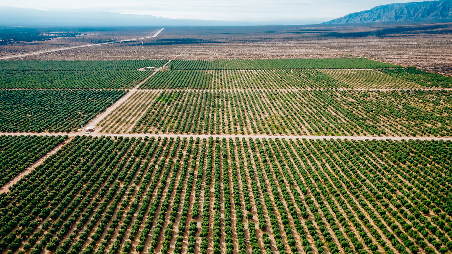 Vista aérea de un extenso cultivo organizado en hileras en una zona semiárida, con montañas al fondo.