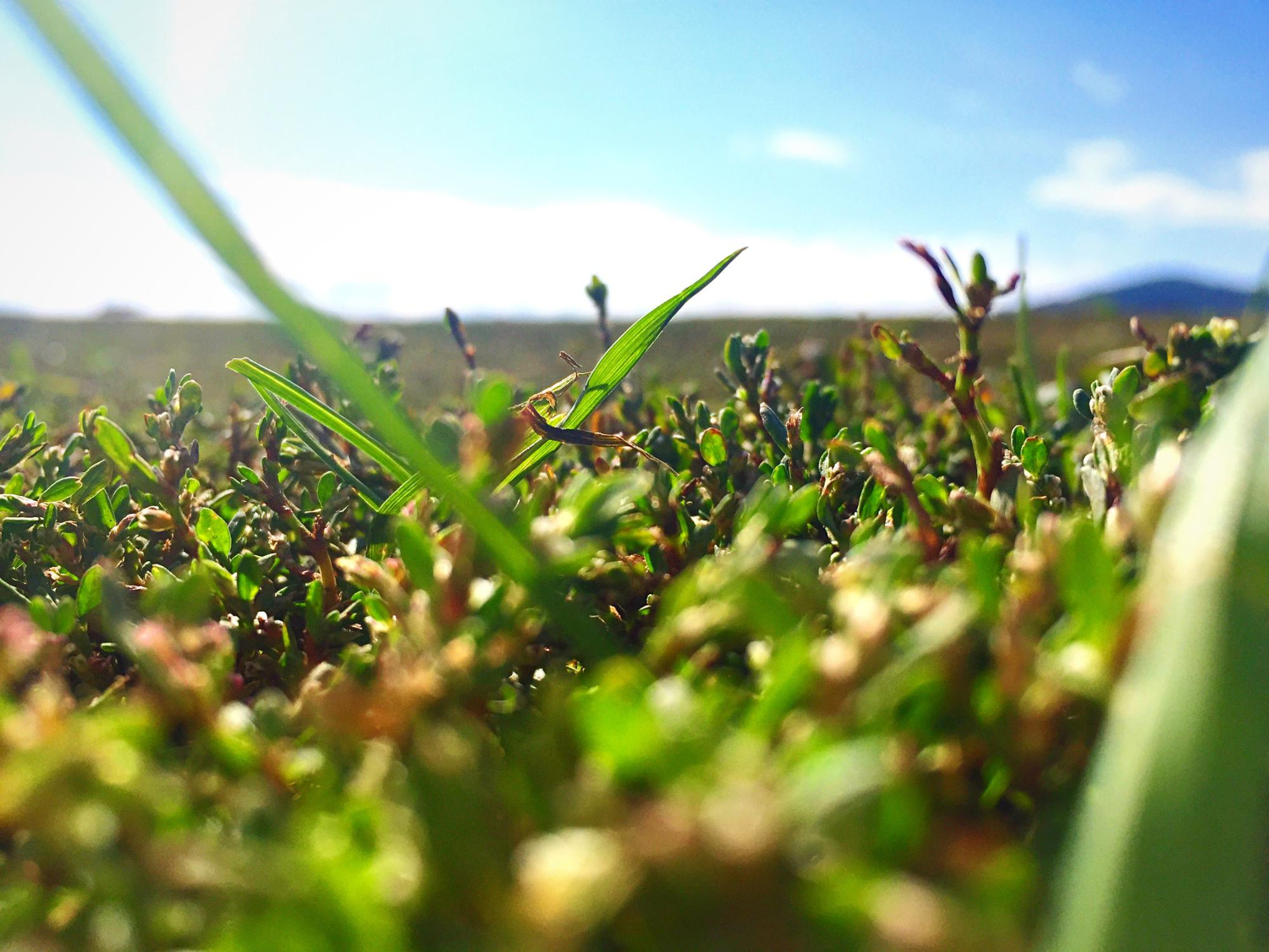 Vista macro de brotes verdes en un campo bajo el sol