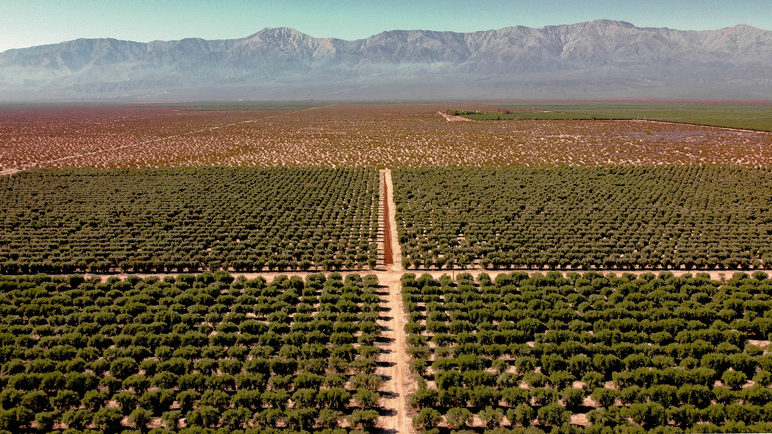 Vista aérea de un campo de cultivo organizado en hileras rectas, con caminos de tierra entre parcelas, y montañas al fondo bajo cielo despejado.
