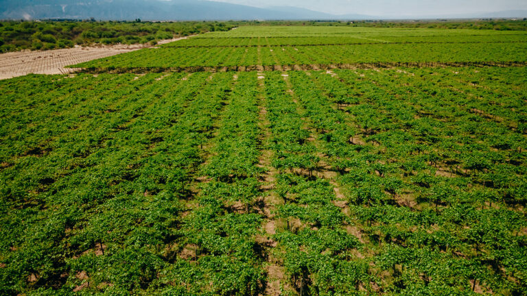 Uso de biofertilizantes: Agro Sustentable aconseja su aplicación para la producción de pepino