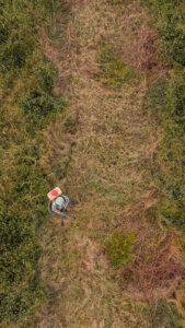 Vista aérea de un trabajador rural caminando por un cultivo rodeado de vegetación, captada por un dron en plena actividad agrícola.