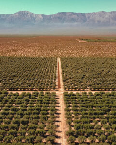 Cultivo agrícola en la región de Cuyo con técnica de biofertilización natural mediante BIOFERT GTG X, frente a la cordillera de los Andes.