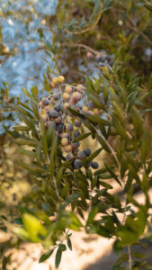 Racimos de aceitunas maduras en una rama de olivo, con hojas verdes y fondo difuminado de un olivar.