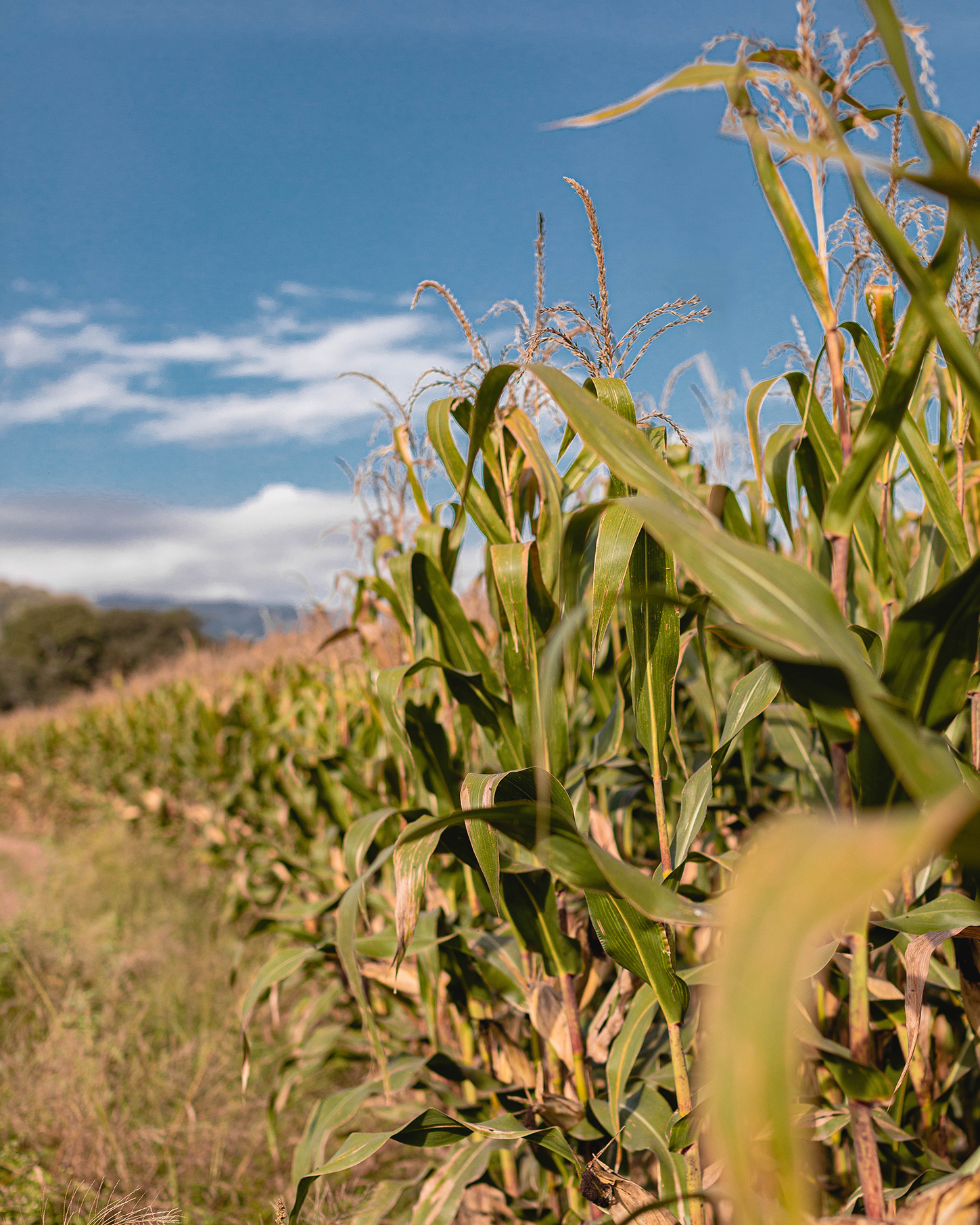 Campo de maíz en pleno crecimiento bajo un cielo despejado, símbolo de agricultura sostenible y producción consciente.