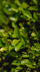 Primer plano de hojas verdes brillantes y saludables, símbolo del impacto positivo de los bioinsumos naturales en cultivos como el pepino.