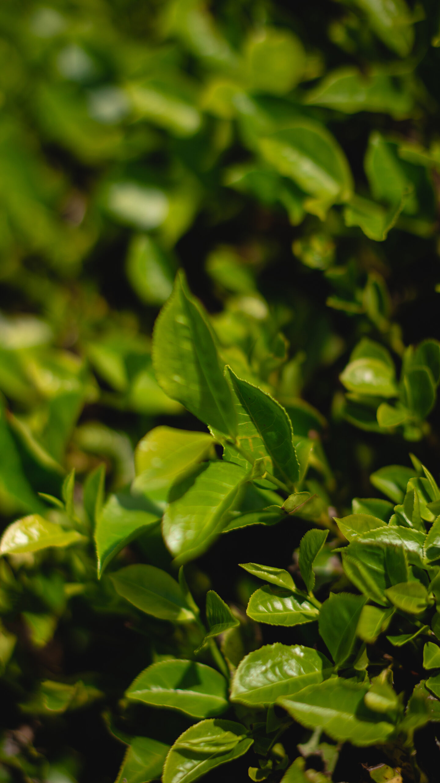 Primer plano de hojas verdes brillantes y saludables, símbolo del impacto positivo de los bioinsumos naturales en cultivos como el pepino.