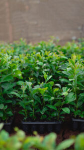 Bandejas con plantines verdes saludables en etapa de desarrollo, listas para trasplante en un sistema de cultivo sustentable.