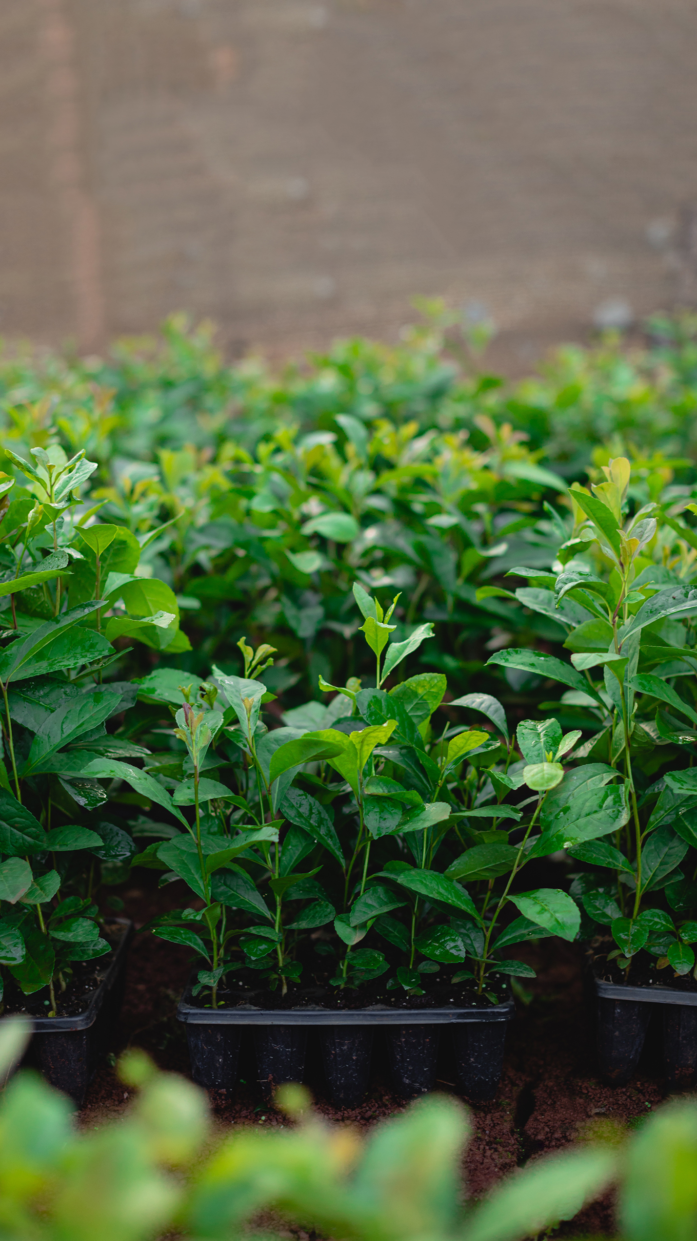 Bandejas con plantines verdes saludables en etapa de desarrollo, listas para trasplante en un sistema de cultivo sustentable.