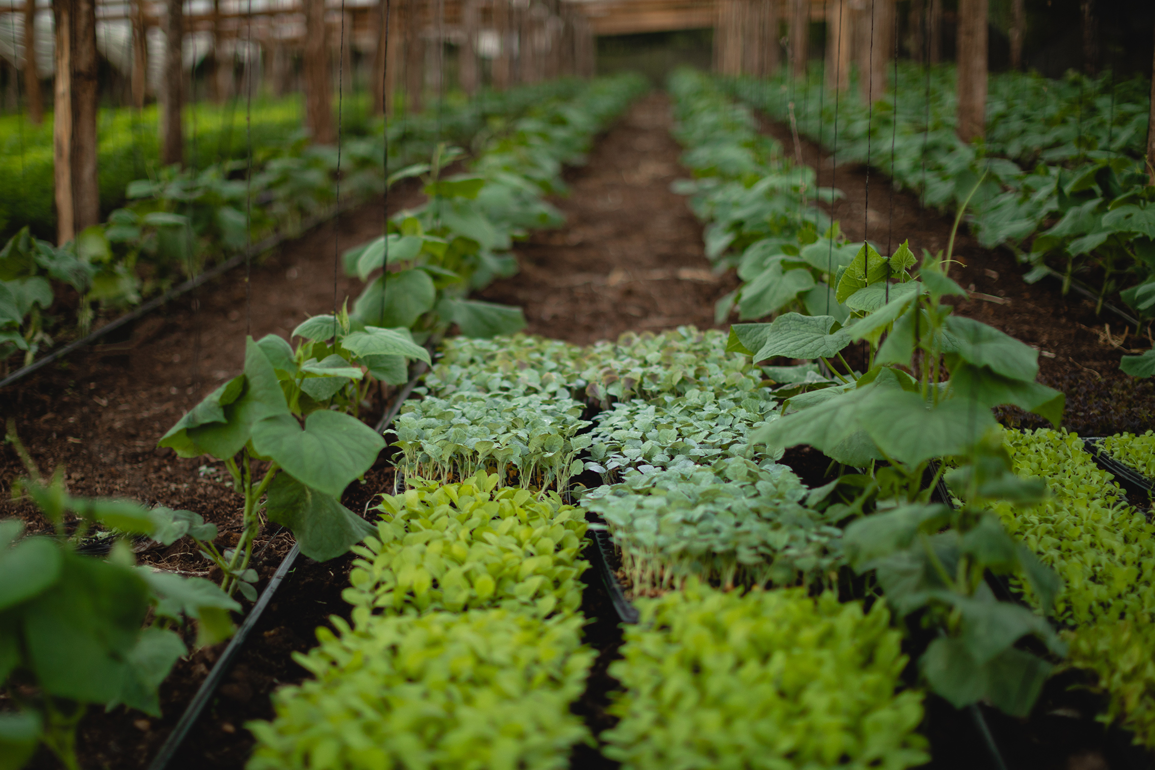 Cultivos jóvenes en invernadero con líneas de siembra ordenadas, representando una producción agrícola sostenible y planificada.