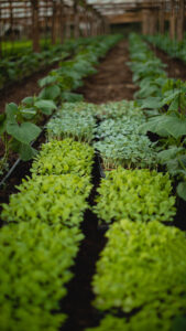 Bandejas de plantines creciendo en invernadero, ejemplo de producción agrícola controlada y respetuosa con el ambiente.