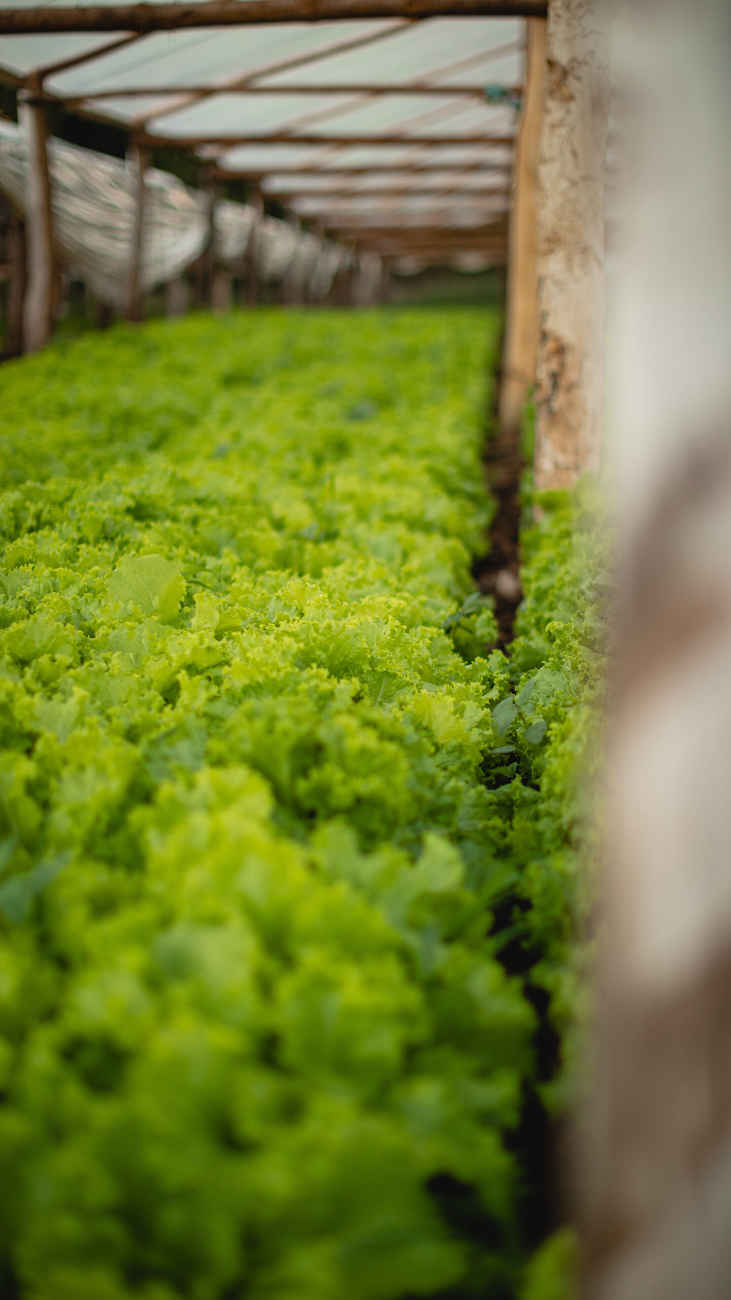 Filas densas de lechuga verde creciendo bajo un invernadero rústico cubierto con nylon, enfocadas desde una perspectiva cercana y lateral.