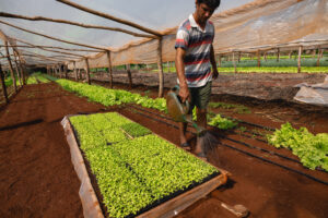 Agricultor riega manualmente plantines en un invernadero rústico, rodeado de hileras verdes de cultivos en crecimiento sobre tierra roja.