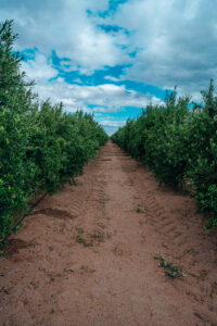 Camino entre cultivos tratados con bioinsecticidas orgánicos en Mendoza, Argentina, bajo un cielo parcialmente nublado.