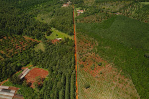 Vista aérea de campos agrícolas divididos por un camino de tierra, con distintas parcelas de cultivos y zonas forestadas, representando la diversidad de producción rural y su potencial para la tecnología de drones.