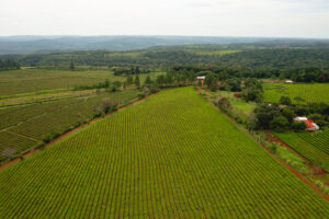 Campo extenso con cultivos organizados, ejemplo de agricultura de precisión mediante drones agrícolas de AG TEch.