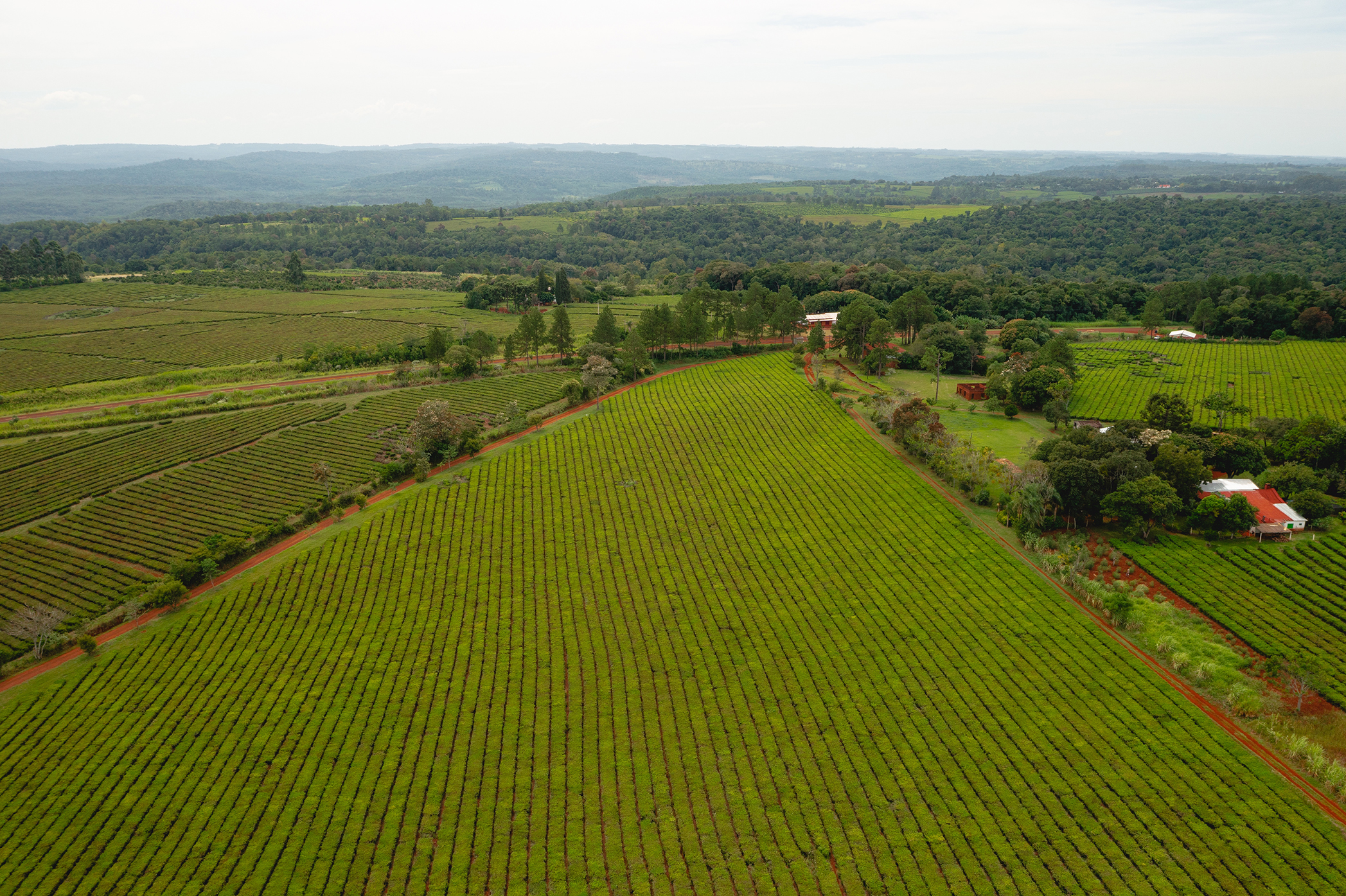 Campo extenso con cultivos organizados, ejemplo de agricultura de precisión mediante drones agrícolas de AG TEch.