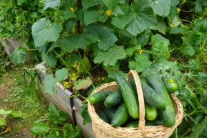 Canasta llena de pepinos recién cosechados junto a una planta de pepino en huerta orgánica.
