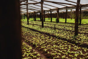 Cultivo de pepinos jóvenes en invernadero protegido con estructura rústica y sistema de riego, diseñado para prevenir plagas y enfermedades.