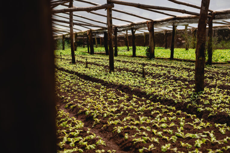 Agro Sustentable y sus beneficios en el control de plagas en plantaciones de pepino