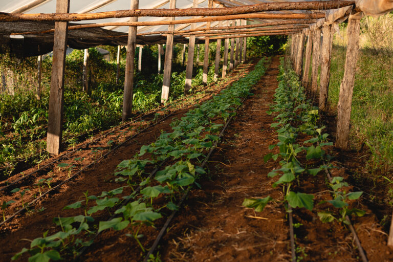 Cómo optimizar el uso de agua en la producción de pepino en Argentina