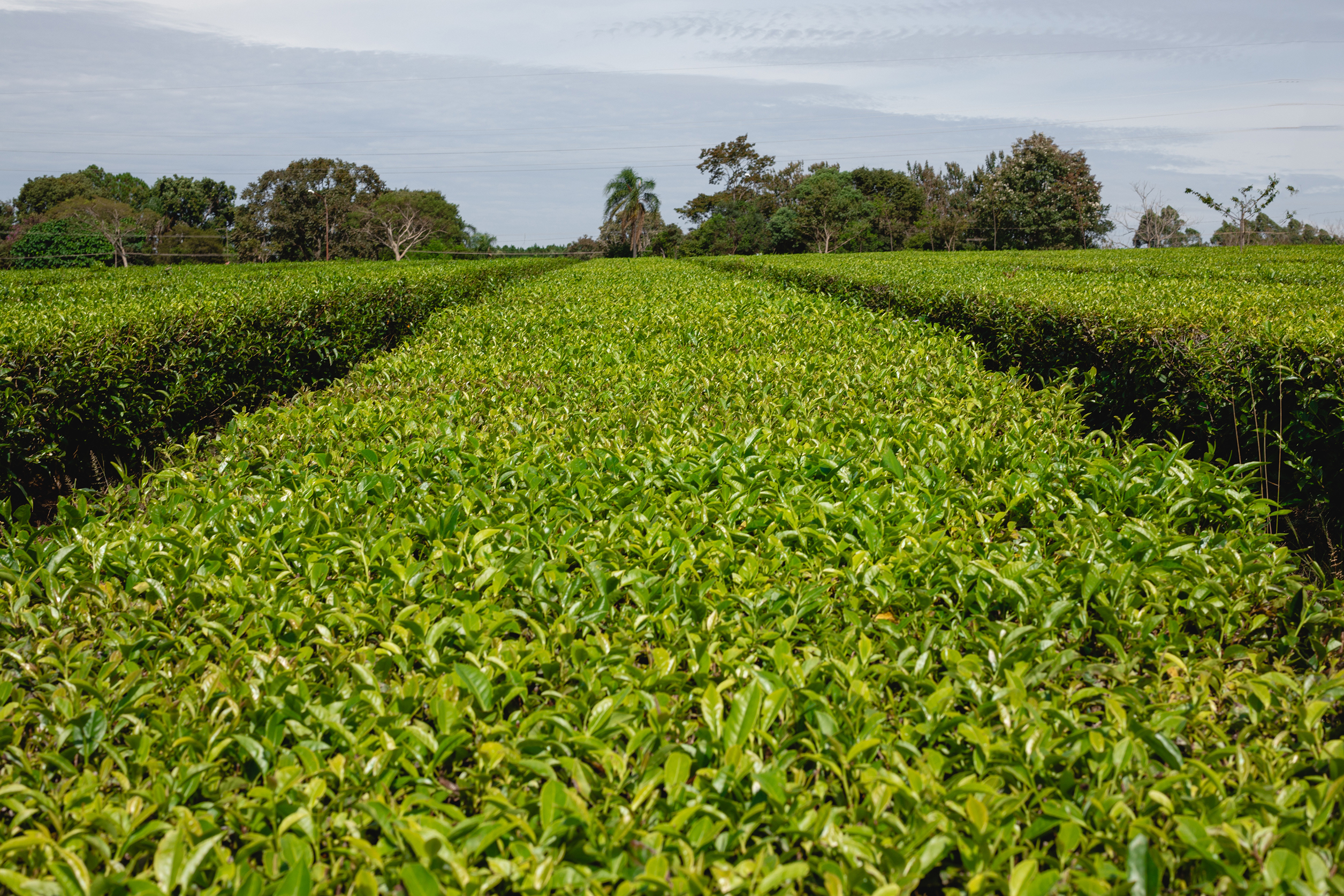 Plantación de cultivo verde y frondoso en hileras con árboles al fondo bajo un cielo parcialmente nublado.