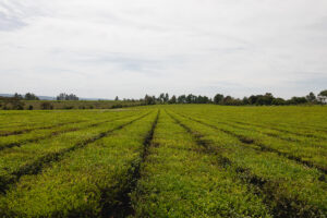 Campo cultivado con vegetación verde organizado en hileras simétricas bajo un cielo nublado.