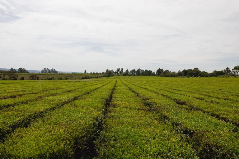 Producir sin dañar: la guía del INTA para los productores rurales
