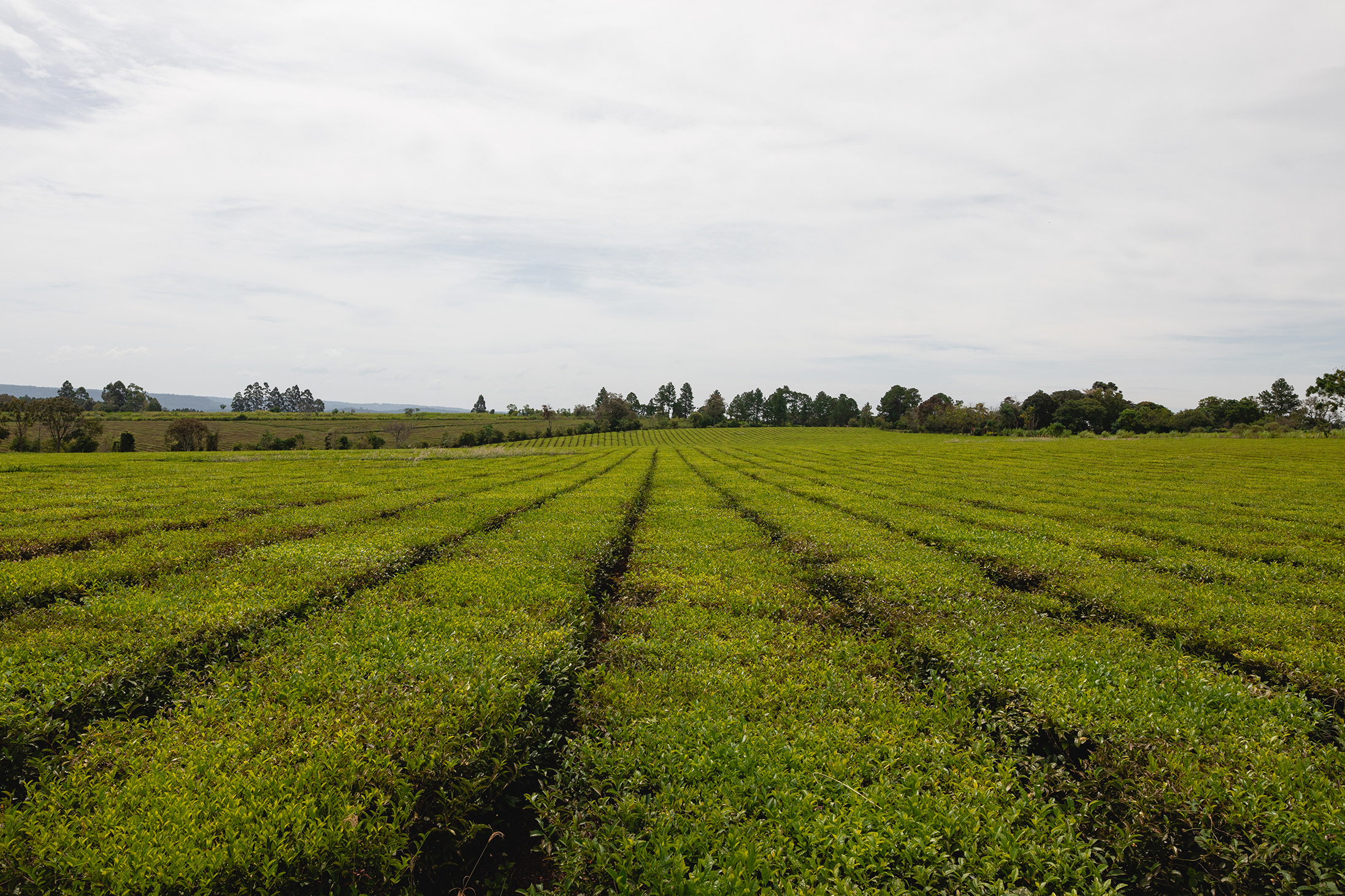 Campo cultivado con vegetación verde organizado en hileras simétricas bajo un cielo nublado.