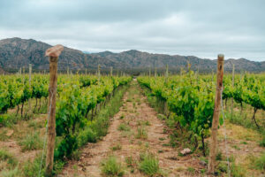 Campo de viñedos cultivado con fertilizantes naturales, rodeado de montañas.