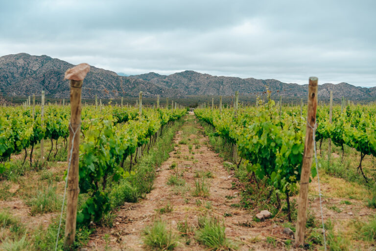 Fertilizar de forma natural: las estrategias de Agro Sustentable para hacer rendir el campo sin dañarlo