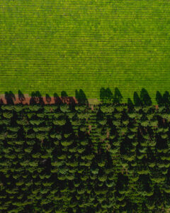 Vista aérea de un campo agrícola y un bosque separados por un camino de tierra.