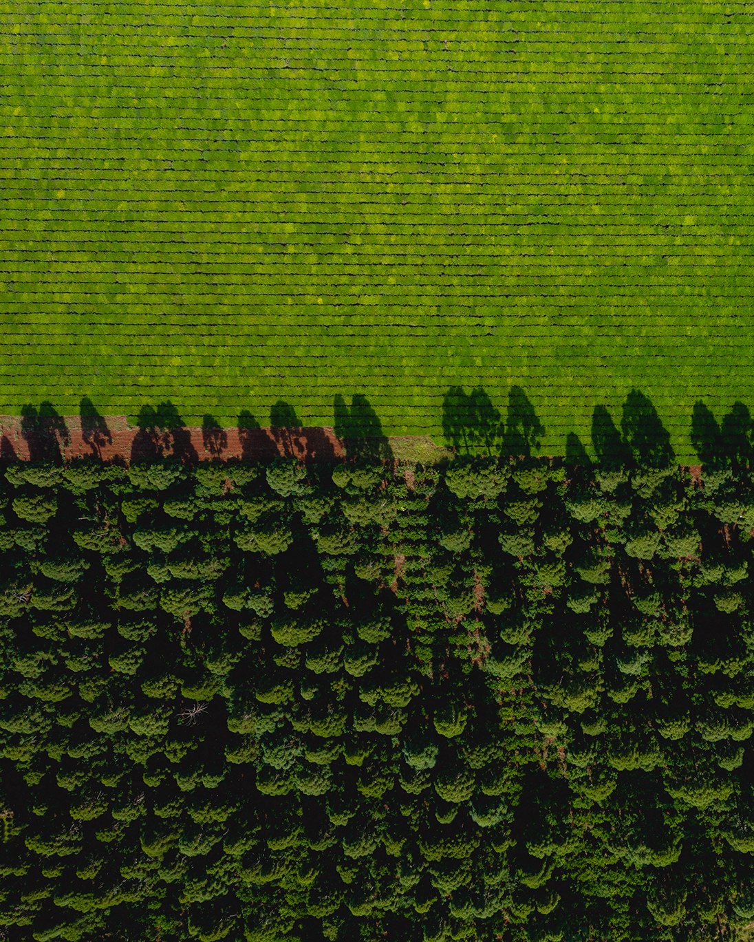 Vista aérea de un campo agrícola y un bosque separados por un camino de tierra.