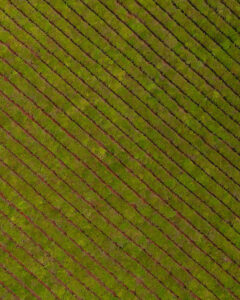 Vista aérea de un cultivo de pepino con hileras verdes organizadas diagonalmente sobre tierra rojiza.
