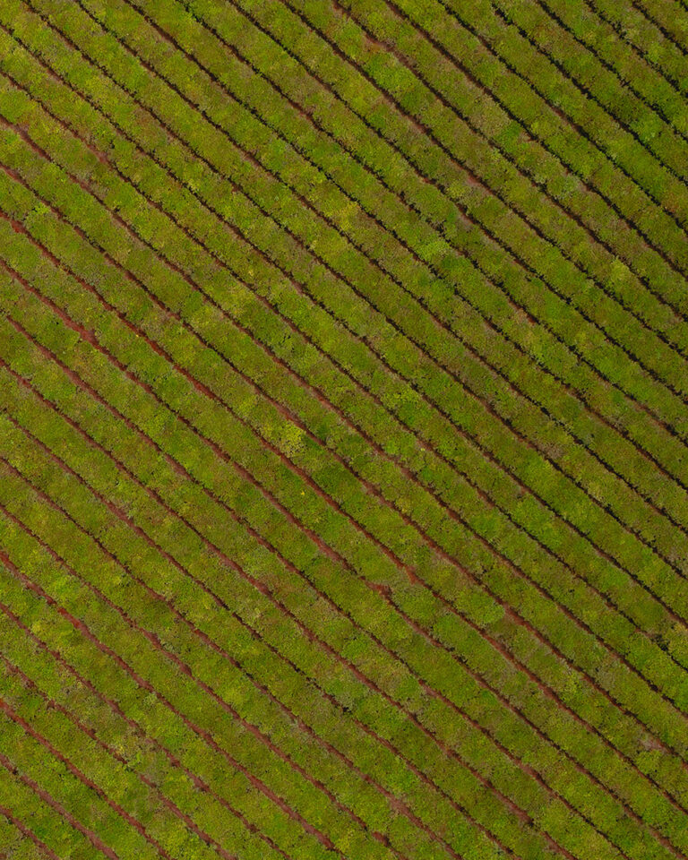 Las propuestas de AG TEch para mejorar el rendimiento del cultivo de pepino